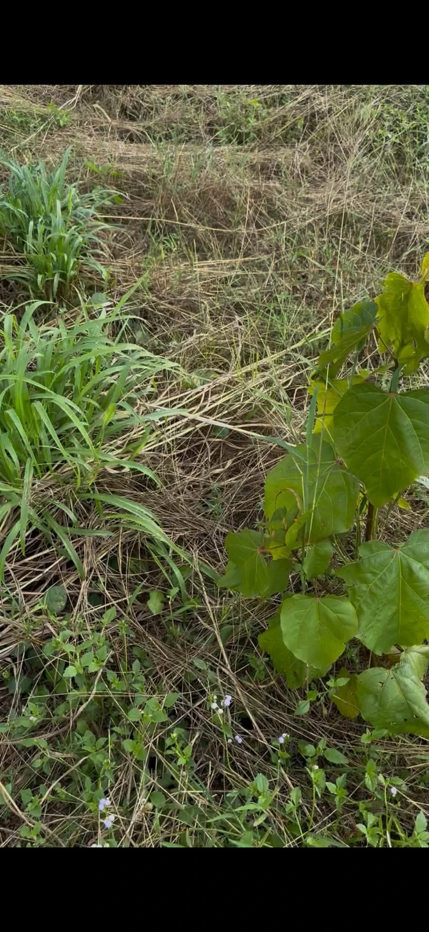 Bán 7,5 ha đất nông nghiệp Ea Súp, Đắk Lắk - Ảnh 1