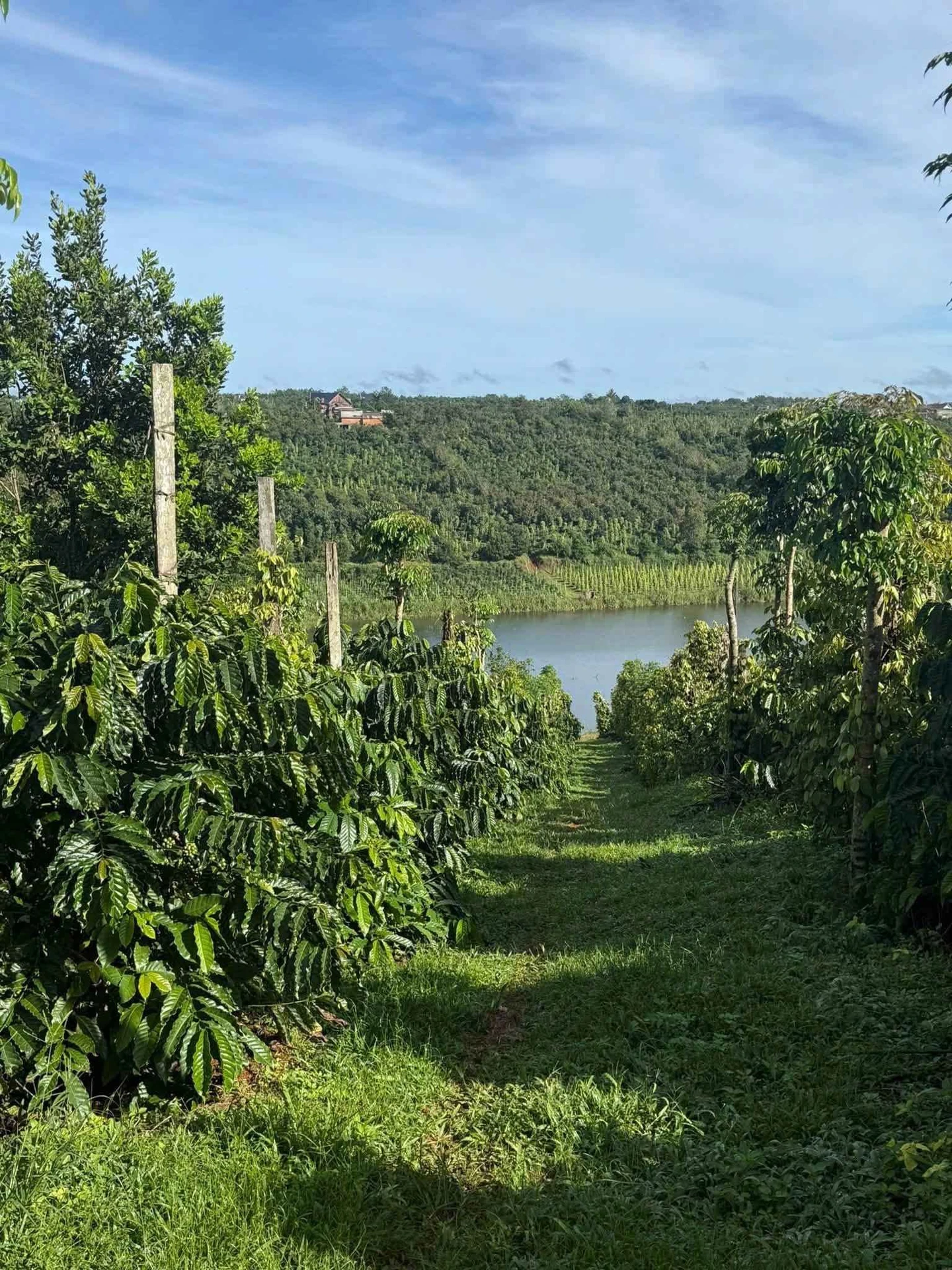 Bán đất 1,2 hectare cafe view hồ Thuận Hà - Ảnh 1