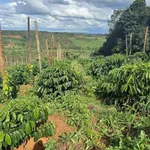 Bán lô rẫy 1,6ha mặt tiền hơn 200m, cà phê và tiêu, gần chợ Nhân Cơ, Đắk Nông - Ảnh thu nhỏ 3