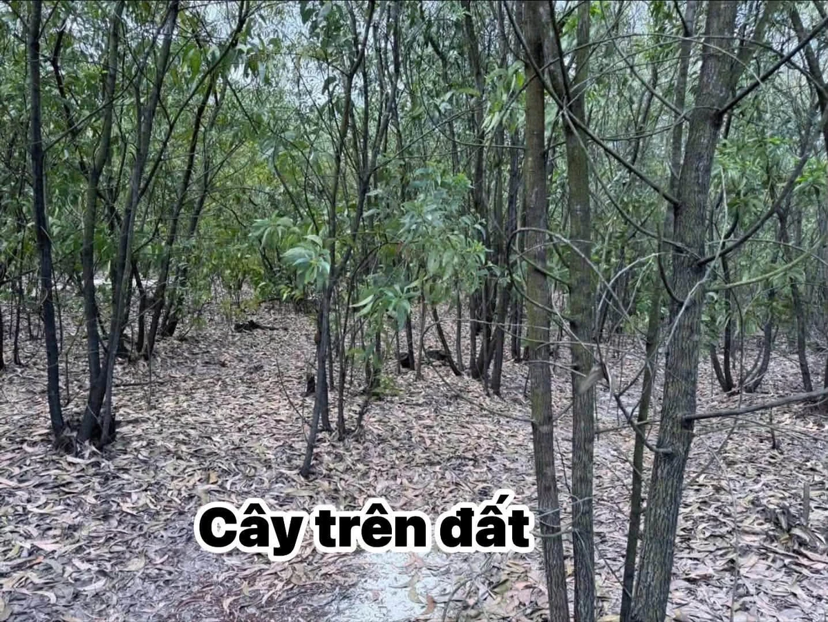 Bán đất rừng sản xuất 50.000 m2 tại Phong Thái, Huế - Ảnh thu nhỏ 3
