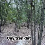 Bán đất rừng sản xuất 50.000 m2 tại Phong Thái, Huế - Ảnh thu nhỏ 3