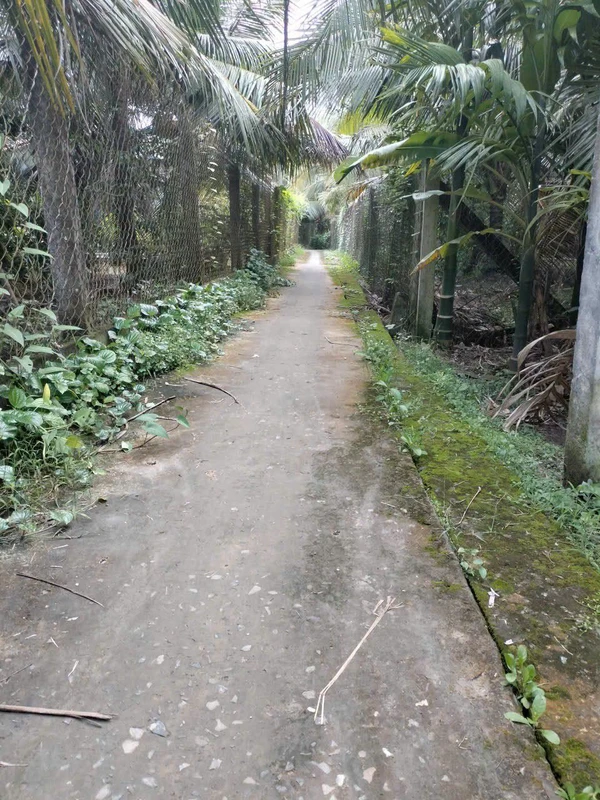 Bán đất nền 116m2 (4x29) có 80m2 thổ cư, Song Bình, Chợ Gạo, Tiền Giang giá 199 triệu