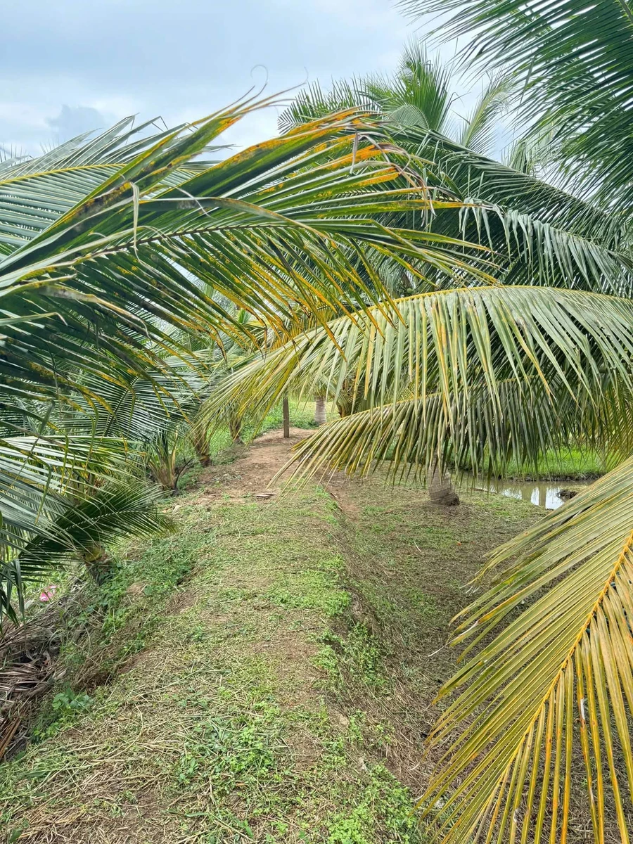 Bán đất 1155m2 gần Phan Thiết, 430 triệu - Ảnh thu nhỏ 3