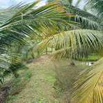 Bán đất 1155m2 gần Phan Thiết, 430 triệu - Ảnh thu nhỏ 3