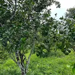 Bán vườn 8.586,7m² Thanh Sơn Đồng Nai 1 tỷ 500 triệu - Ảnh thu nhỏ 4