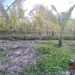 Bán 6,5 công đất Phong Nẫm, Giồng Trôm - Ảnh thu nhỏ 1