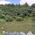 Bán 1,6ha đất trồng cà phê tại Di Linh, Lâm Đồng, giá 2,5 tỷ - Ảnh thu nhỏ 3