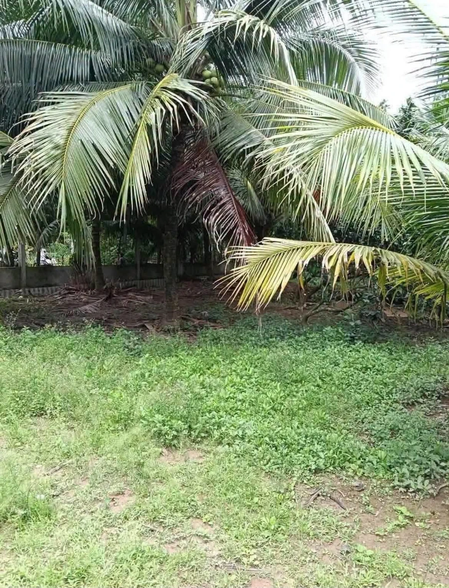 Bán đất vườn 1289m² có nhà tại Phú Tân, Cần Giờ - Ảnh thu nhỏ 4