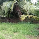 Bán đất vườn 1289m² có nhà tại Phú Tân, Cần Giờ - Ảnh thu nhỏ 4