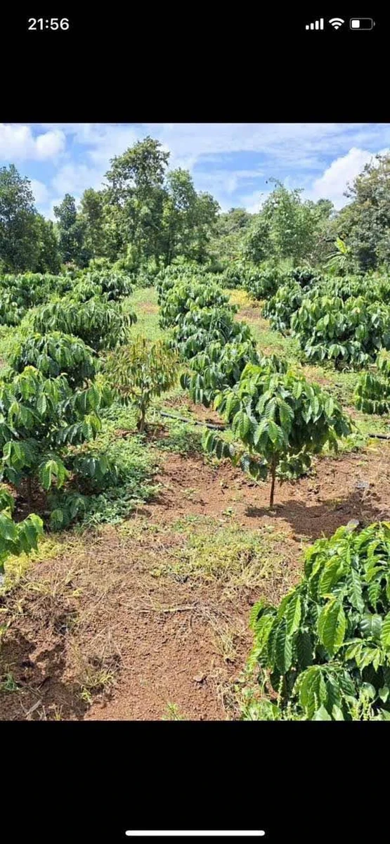 Bán đất rẫy 1,1ha cà phê sầu riêng Buôn Ma Thuột - Ảnh thu nhỏ 5
