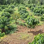 Bán đất rẫy 1,1ha cà phê sầu riêng Buôn Ma Thuột - Ảnh thu nhỏ 5