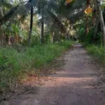 Bán đất vườn dừa 1500m2 mặt tiền lộ hoa tại Thành An, Mỏ Cày Bắc, Bến Tre - Ảnh thu nhỏ 3