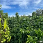 Bán lô đất rẫy đất đỏ 1,5 ha trồng cà phê, sầu riêng tại xã Ea Ral, Đắk Lắk - Ảnh thu nhỏ 5