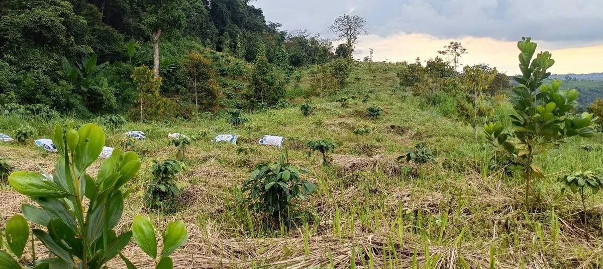 Bán đất vườn 8 sào 3 tại xã Đắk Hà, Đắk Nông - Ảnh thu nhỏ 3