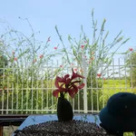 Cần tiền bán gấp lô đất mặt tiền Hồ Tràm giá 1,59 tỷ (có thổ cư) - Ảnh thu nhỏ 7