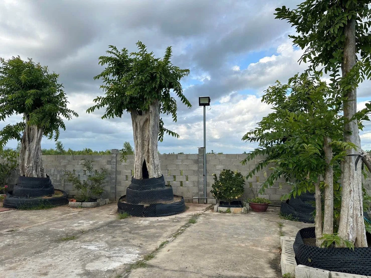 Bán đất vườn 978m² sổ riêng gần biển Phan Thiết - Ảnh thu nhỏ 3