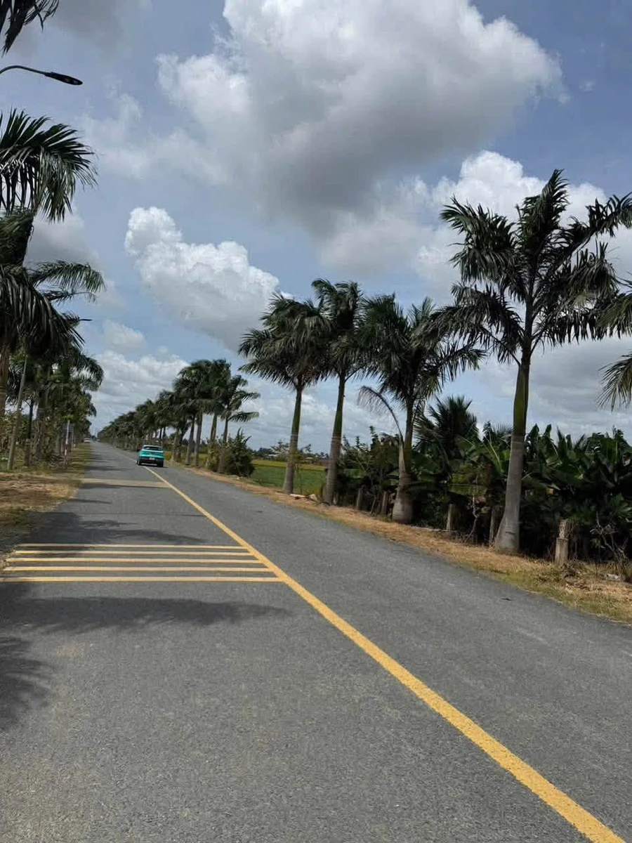 Bán đất mặt tiền Nguyễn Hoàng Anh Tân Trụ 125m2, sổ hồng - Ảnh thu nhỏ 2