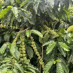 Bán đất 3 hecta Thôn 5 Trường Xuân Cần Giờ 5,3 tỷ - Ảnh thu nhỏ 2