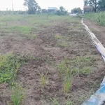 Đất đường nhựa DH3 Gò Công Đông, Tiền Giang, 1.315m2 200m2 thổ cư, tiền làm nhà vườn, giá 1,3 tỷ TL - Ảnh thu nhỏ 8