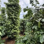 Bán đất 1ha2 rẩy Đồi Thông Trường Xuân 2 tỷ 1 - Ảnh thu nhỏ 1