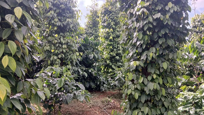 Bán đất vườn 1,3 ha Thôn 5 Trường Xuân, Lâm Đồng 2,8 tỷ
