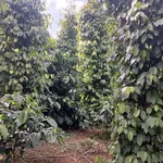 Bán đất vườn 1,3 ha Thôn 5 Trường Xuân, Lâm Đồng 2,8 tỷ - Ảnh thu nhỏ 1