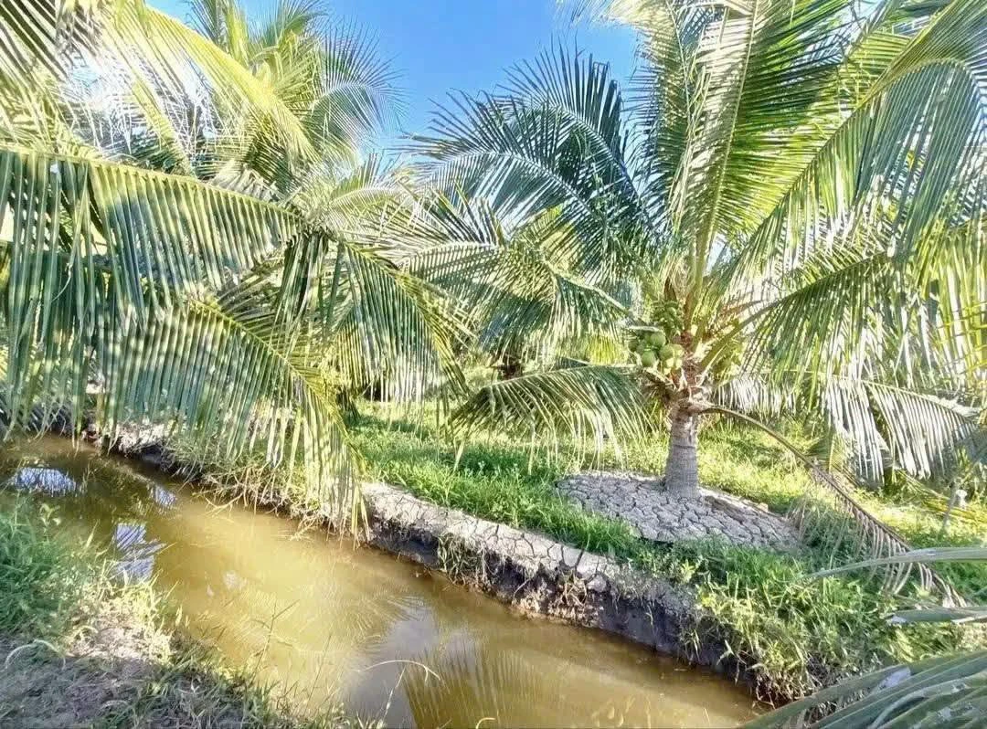 Bán đất vườn dừa xiêm 6000m² Lương Hòa Cần Giờ - Ảnh thu nhỏ 4