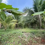 Bán đất vườn dừa xiêm 5,8 công Mỹ Hòa Ba Tri - Ảnh thu nhỏ 3