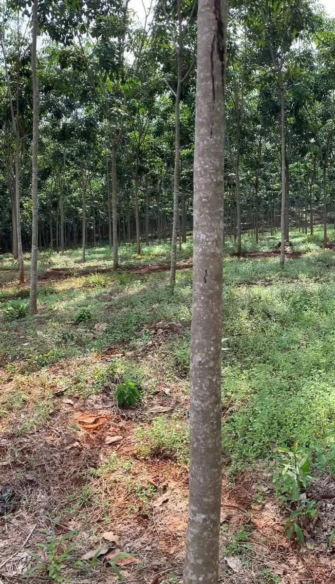 Bán đất mặt tiền 160m² Đồng Phú, Bình Phước 780 triệu - Ảnh thu nhỏ 2