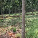 Bán đất mặt tiền 160m² Đồng Phú, Bình Phước 780 triệu - Ảnh thu nhỏ 2