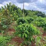 Bán đất 3 hecta vườn cây ăn trái Lộc Quang - Ảnh thu nhỏ 1