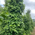 Bán đất 60m mặt đường mặt tiền Phường Nghĩa Lợi - Ảnh thu nhỏ 2