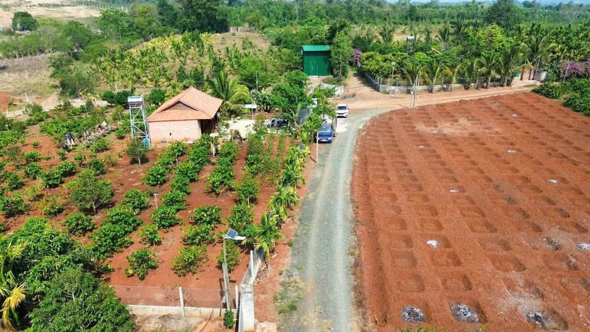Bán đất 6.038m2 EaKao trồng cà phê sầu riêng - Ảnh thu nhỏ 3