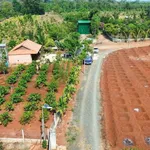 Bán đất 6.038m2 EaKao trồng cà phê sầu riêng - Ảnh thu nhỏ 3