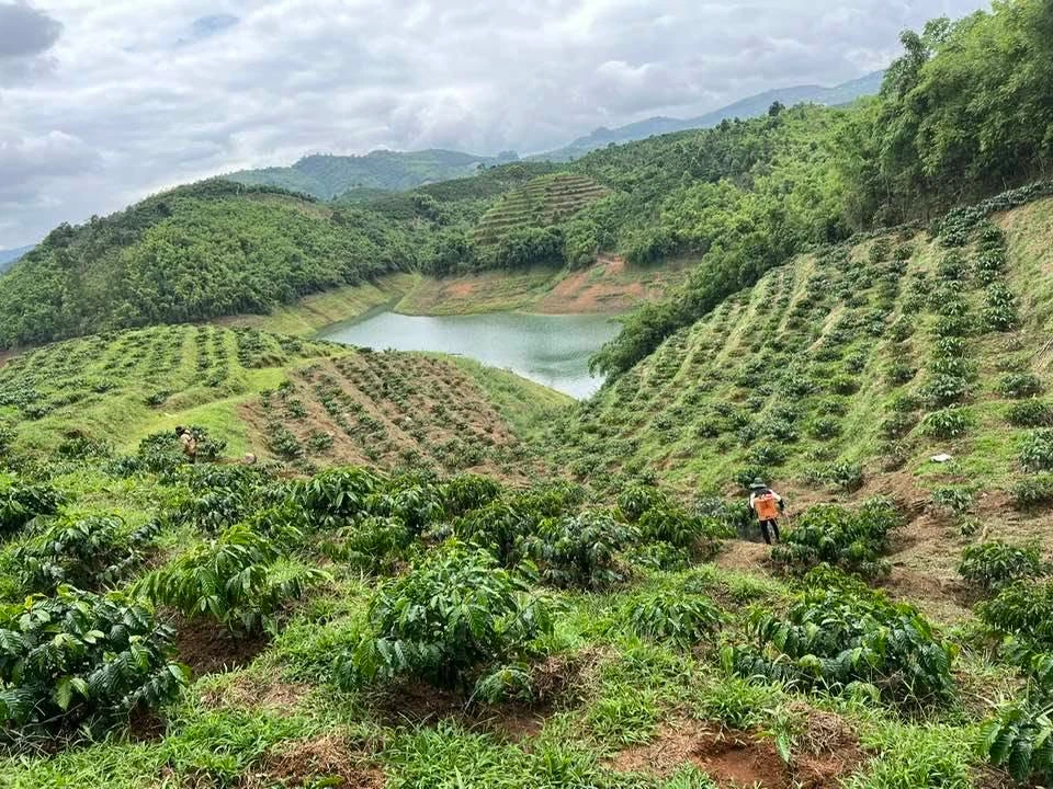 Bán gấp 2,8 ha đất trồng cacao tại Lâm Đồng 2,5 tỷ - Ảnh thu nhỏ 2