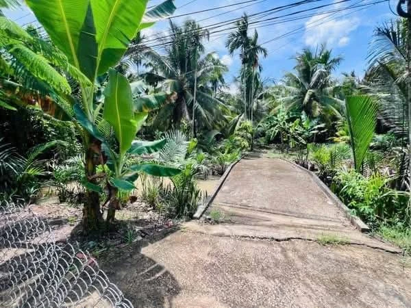 Bán đất vườn mặt tiền Mỹ Thạnh 1.064m² - 1,2 tỷ - Giồng Trôm - Ảnh thu nhỏ 3