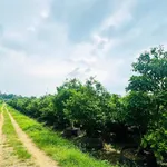 Bán vườn mai gần 2 hecta Tân Triều Đồng Nai 24 tỷ - Ảnh thu nhỏ 5