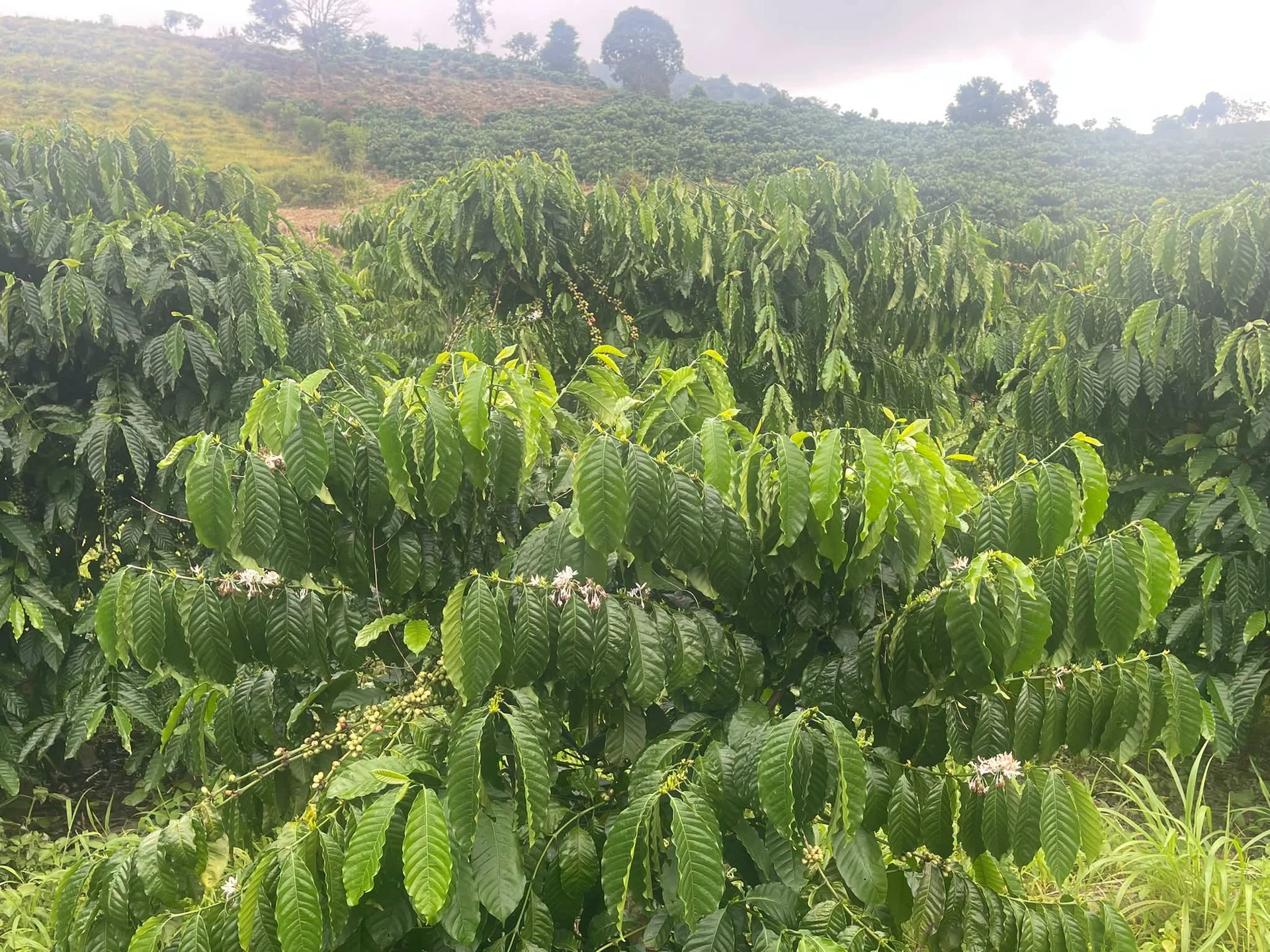 Bán 1,6ha đất cà phê Krông Nô Đắk Lắk 1,3 tỷ - Ảnh 1