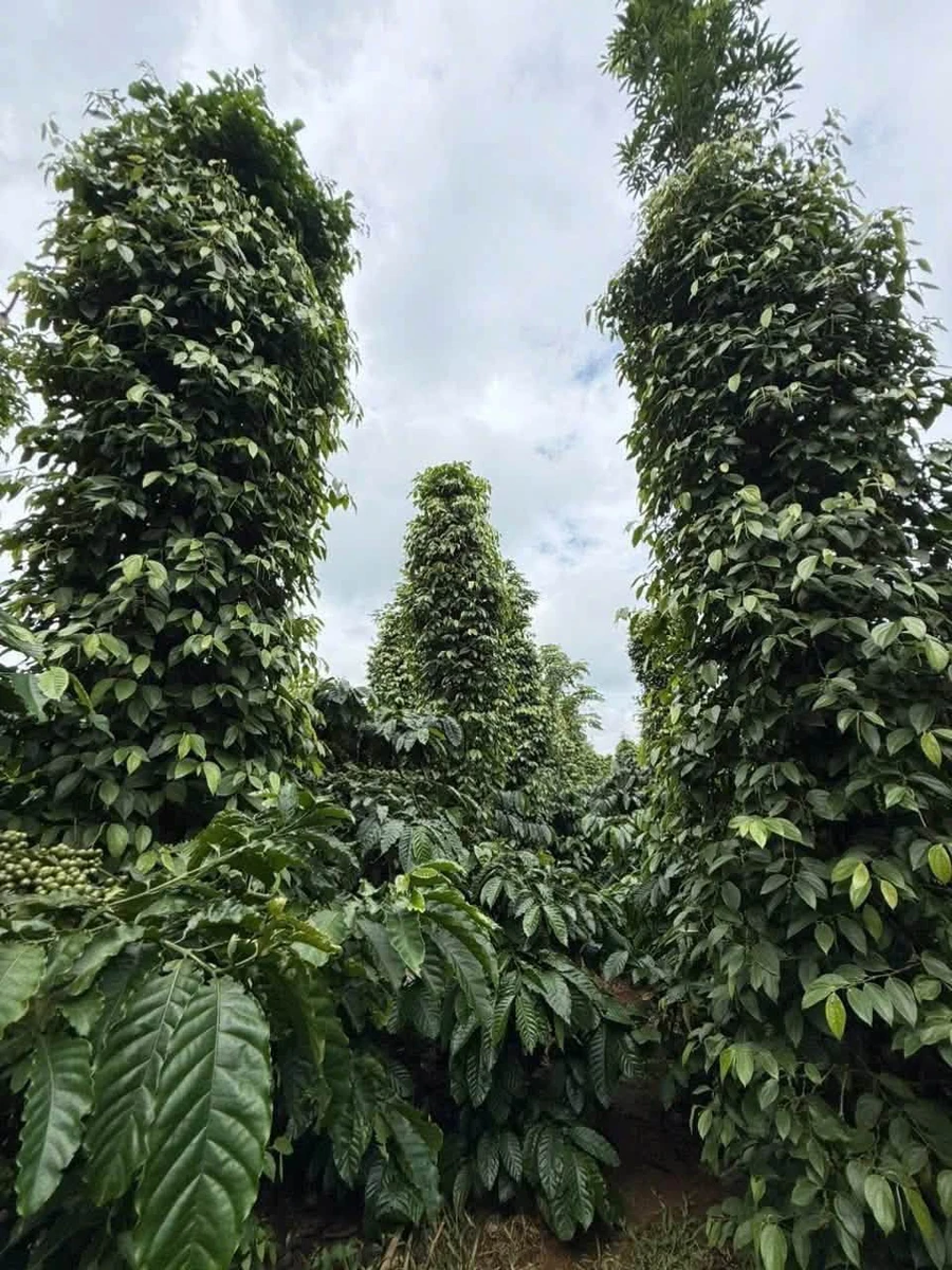 Bán đất 1ha2 rẩy Đồi Thông Trường Xuân 2 tỷ 1 - Ảnh thu nhỏ 2