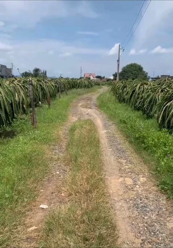 Bán đất 185m2 mặt tiền Hàm Mỹ Phan Thiết 250 triệu