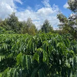 Bán đất nông nghiệp 1,47 ha Ea Đrơng, Đắk Lắk - Ảnh thu nhỏ 1
