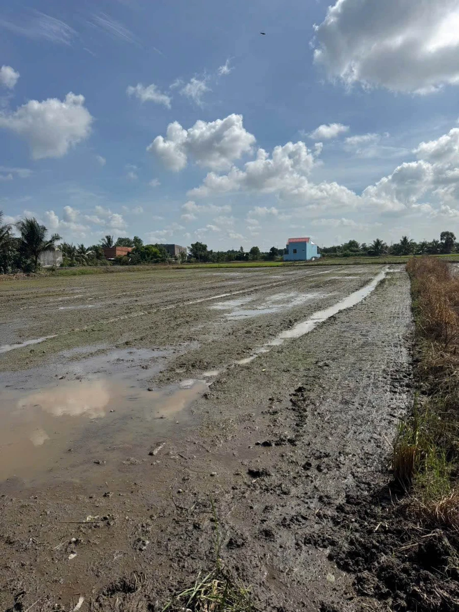 Bán 1000m² đất lúa Bến Lức Long An, mặt tiền kênh - Ảnh thu nhỏ 3