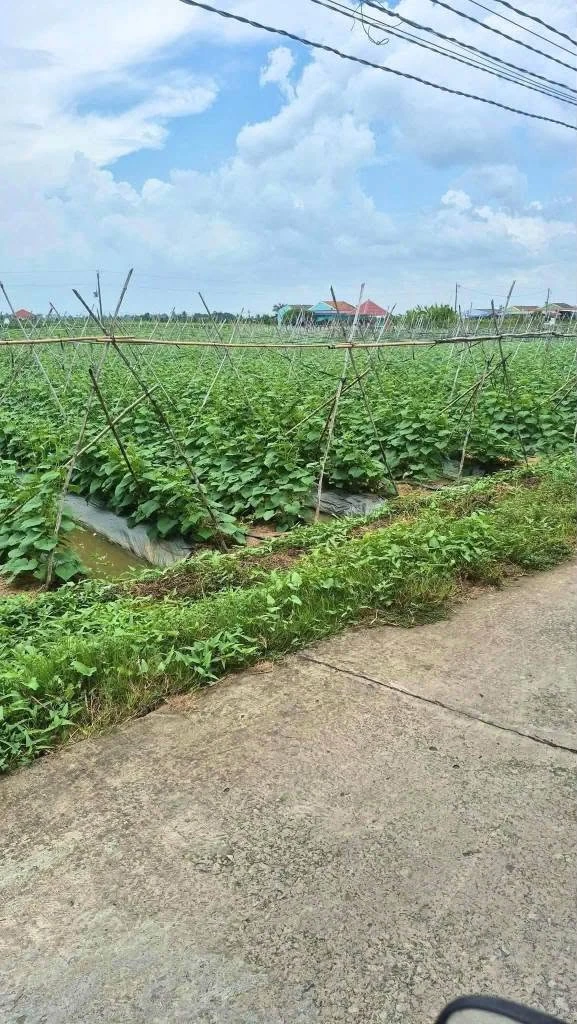 Bán đất 1000m² Hiệp Thạnh, Châu Thành, Long An 1 tỷ 100 triệu - Ảnh thu nhỏ 2