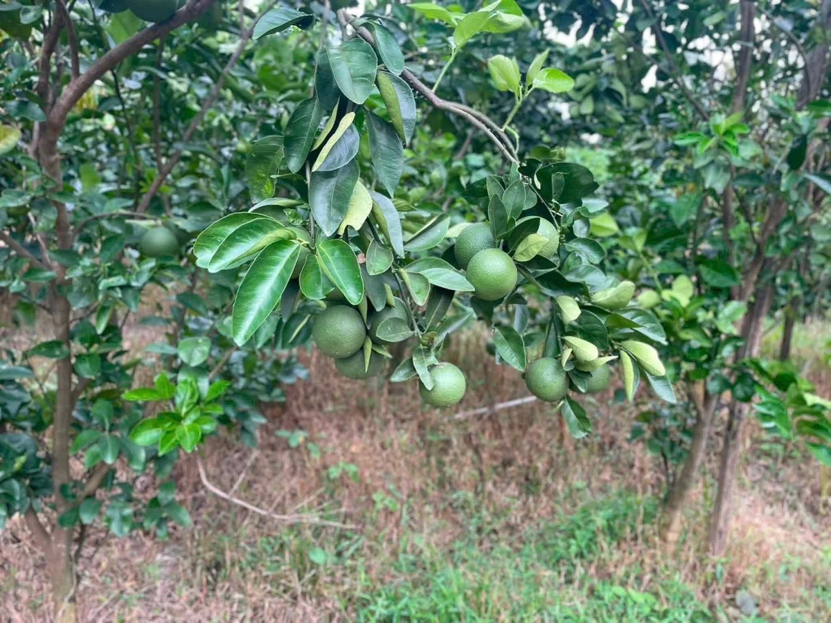 Bán vườn bưởi sầu riêng 5.339m² Vĩnh Long - Ảnh thu nhỏ 2