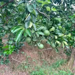 Bán vườn bưởi sầu riêng 5.339m² Vĩnh Long - Ảnh thu nhỏ 2