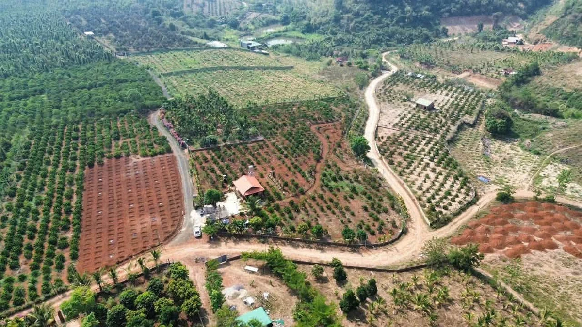 Bán đất 6.038m2 EaKao trồng cà phê sầu riêng - Ảnh thu nhỏ 2