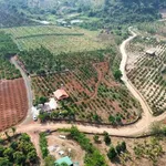 Bán đất 6.038m2 EaKao trồng cà phê sầu riêng - Ảnh thu nhỏ 2