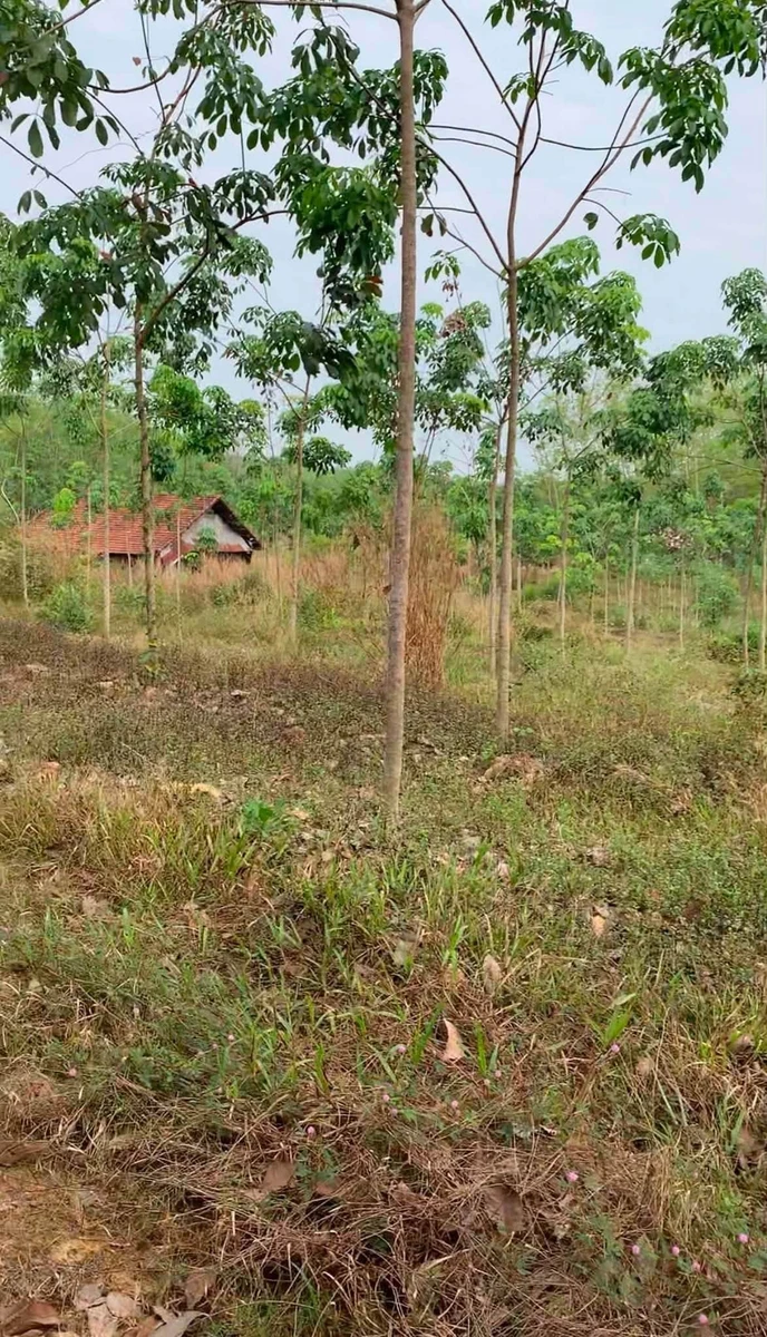 Bán đất cao su 2.2 hecta Thuận Lợi, Bình Phước 2.6 tỷ - Ảnh thu nhỏ 4