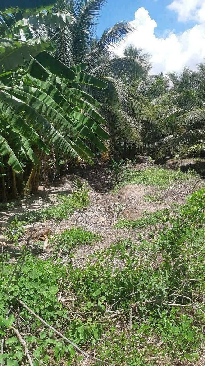 Bán đất mặt tiền 1471m² gần chợ Cầu Xây Trà Vinh - Ảnh thu nhỏ 3