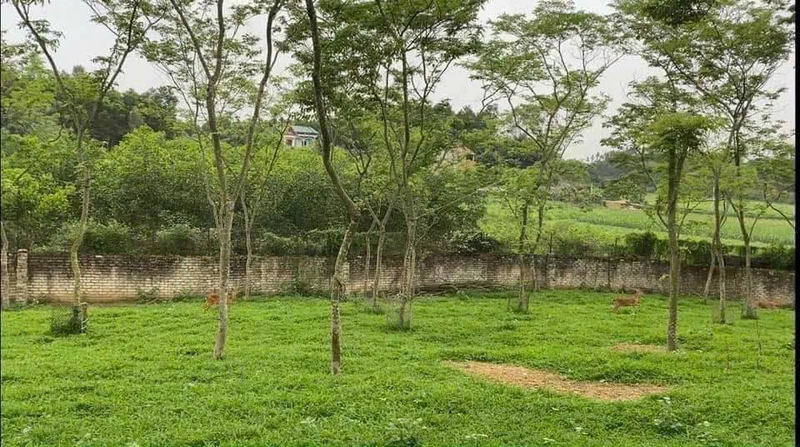 Bán mảnh vườn 3200m² Tân Hiệp, Bắc Ninh 3 tỷ